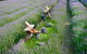 Lavandula Swiss Italian Farm - thumb 0