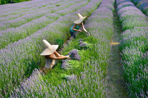 Lavandula Swiss Italian Farm - Accommodation Perth 0