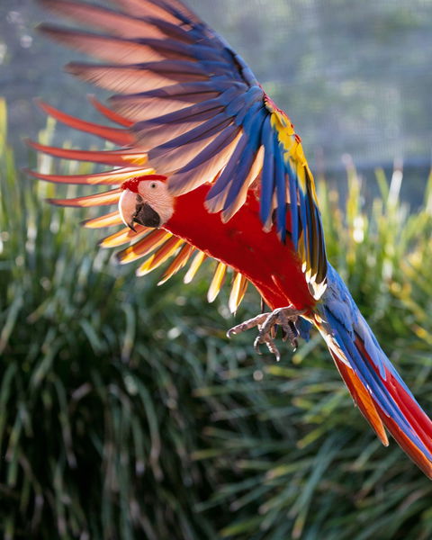 Maleny Botanic Gardens And Bird World - Accommodation Perth 1