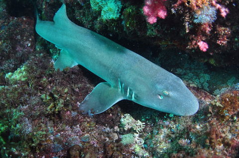 Middle Reef Dive Site - Accommodation Perth 0