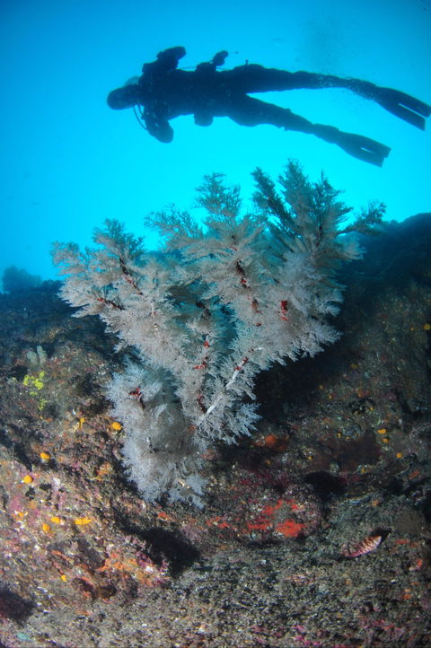 Middle Reef Dive Site - Accommodation Perth 1