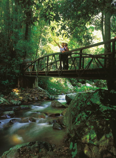 Natural Bridge Circuit, Springbrook National Park - Accommodation Perth 1