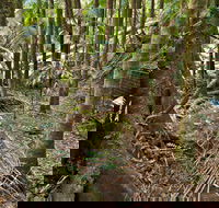 Palm Forest Walking Track - Accommodation Perth