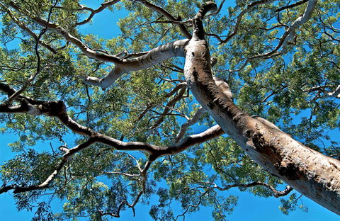 Ridge Walking Track - Perth Resorts 0