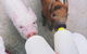 Swan Valley Cuddly Animal Farm - thumb 0