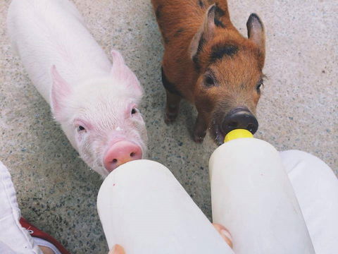 Swan Valley Cuddly Animal Farm - Accommodation Perth 0