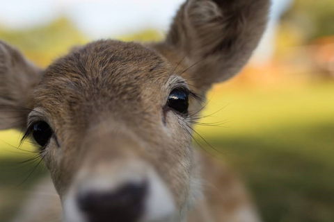 Swan Valley Cuddly Animal Farm - Accommodation Perth 1