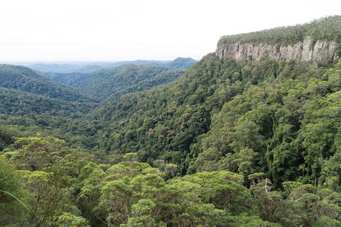 Twin Falls Circuit, Springbrook National Park - Accommodation Perth 1