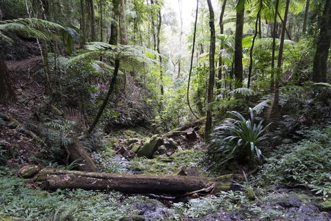 Twin Falls Circuit, Springbrook National Park - Accommodation Perth 2