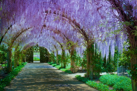 Alowyn Gardens And Nursery - Accommodation Perth 0