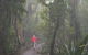 Best Of All Lookout Track, Springbrook National Park - thumb 1