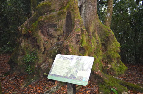 Best Of All Lookout Track, Springbrook National Park - Accommodation Perth 2
