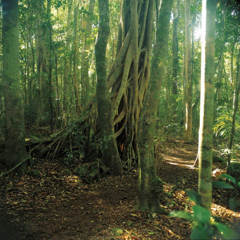 Binna Burra, Lamington National Park - Accommodation Perth 1