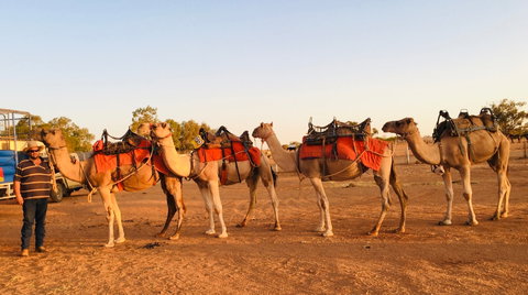 Broken Hill Camels - Accommodation Perth 0