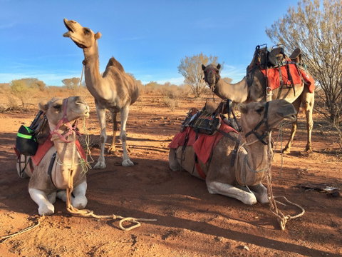 Broken Hill Camels - Accommodation Perth 1