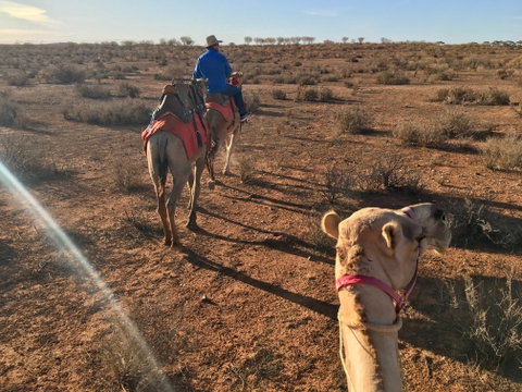 Broken Hill Camels - Accommodation Perth 2