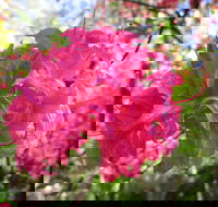 Campbell Rhododendron Gardens
