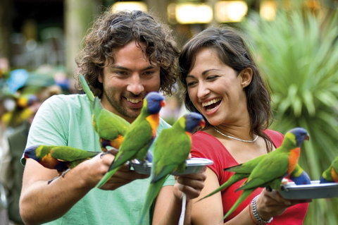 Currumbin Wildlife Sanctuary - Accommodation Perth 0