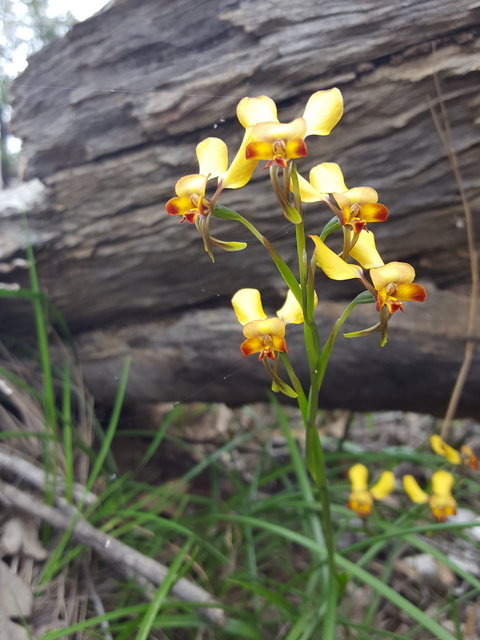 Dawn Atwell Nature Reserve - Perth Resorts 0