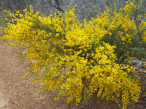 Dawn Atwell Nature Reserve - Perth Resorts 2