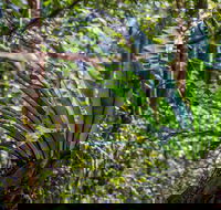 Great North walk - Palm Grove Nature Reserve - Accommodation Perth