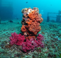 HMAS Brisbane Dive Site - Accommodation Perth