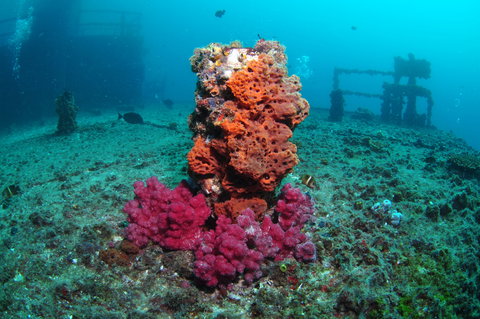 HMAS Brisbane Dive Site - Perth Resorts 0