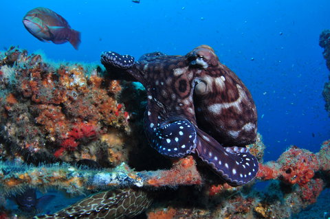 HMAS Brisbane Dive Site - Perth Resorts 2