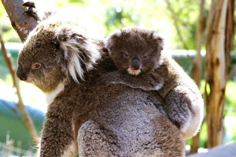 Koala Conservation Reserve - Perth Resorts 0