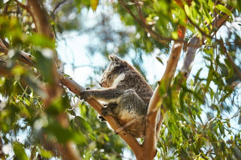 Koala Conservation Reserve - Perth Resorts 1
