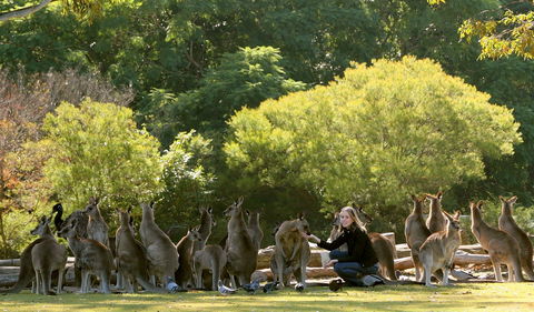 Lone Pine Koala Sanctuary - Accommodation Perth 0