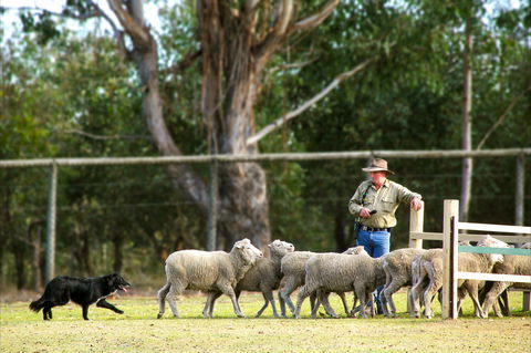 Lone Pine Koala Sanctuary - Accommodation Perth 2