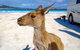 Lucky Bay - thumb 0