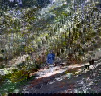 Lyrebird Circuit Walk - Accommodation Perth