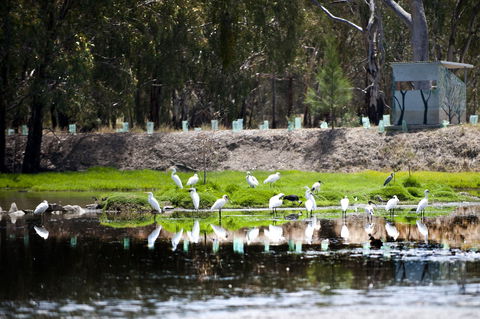 Narrandera Wetlands - Accommodation Perth 1