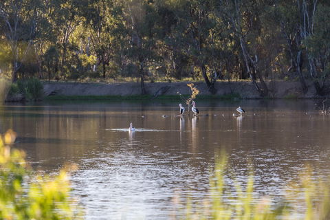 Narrandera Wetlands - Accommodation Perth 2