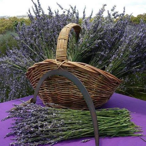 Rustique Lavender Farm - Accommodation Perth 0