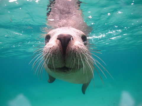 Seal Cove - Perth Resorts 0