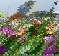 Smokin Heights Iris Display Garden - Accommodation Perth