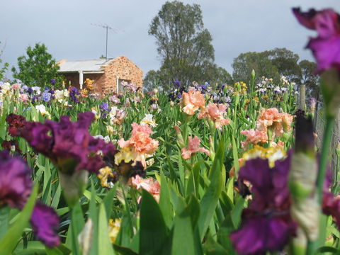 Smokin Heights Iris Display Garden - Accommodation Perth 0
