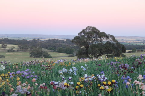 Smokin Heights Iris Display Garden - Accommodation Perth 1