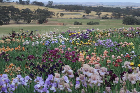 Smokin Heights Iris Display Garden - Accommodation Perth 2