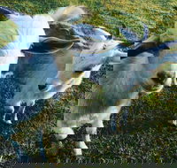 Splitters Farm - Accommodation Perth