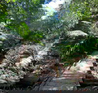 Wirrawilla Rainforest Walk - Accommodation Perth