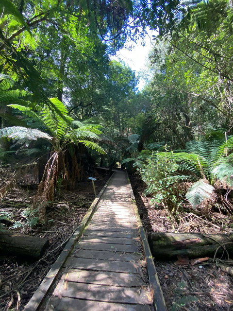 Wirrawilla Rainforest Walk - Perth Resorts 0