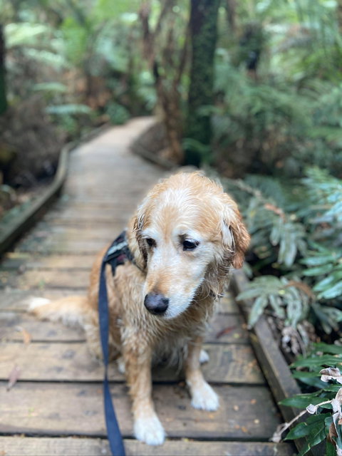 Wirrawilla Rainforest Walk - Perth Resorts 1