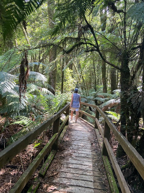 Wirrawilla Rainforest Walk - Perth Resorts 2