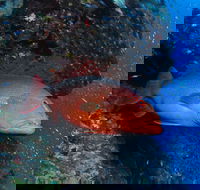 Anchor Bommie Dive Site - Accommodation Perth