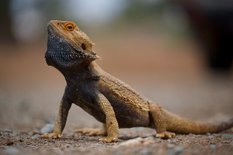 Arkaroola Wilderness Sanctuary - Perth Resorts 1