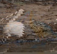 Bird watching at the Goan water hole - Accommodation Perth